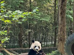 -都江堰中华大熊猫苑