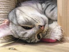 -小时光咖啡馆(开森度假森林店)