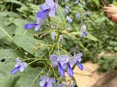 -中国科学院华南植物园