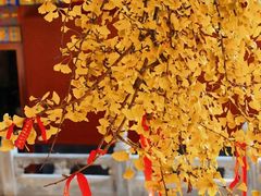 -宝通禅寺