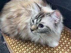 -纳吉亚猫专科动物诊疗中心(蒋宅口分院)