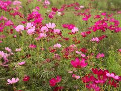 -兰陵国家农业公园