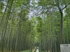 -大奇山国家森林公园
