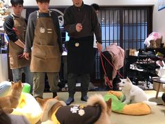-逗柴咖啡屋·狗咖猫咖宠物桌游