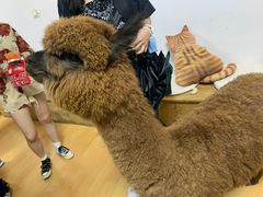 -猫色咖啡·猫咖