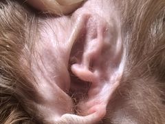 -暖阳宠物医院·犬猫康复中心·骨科