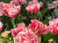 -上海鲜花港