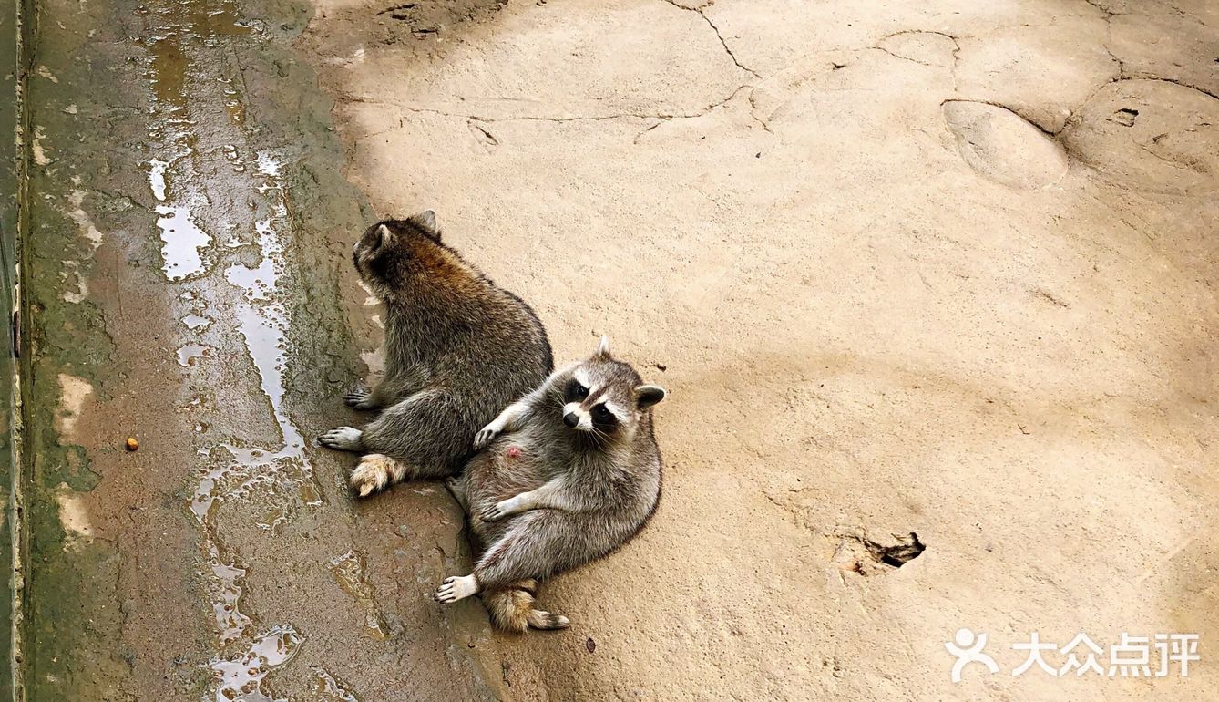 杭州旅游攻略之来杭州与野生动物亲近吧