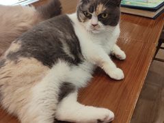 -有猫主题·治愈系猫咖(曾厝垵店)