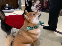 -逗柴咖啡屋·狗咖猫咖宠物桌游