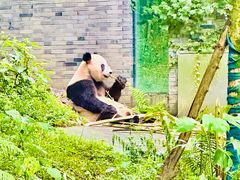 -都江堰中华大熊猫苑