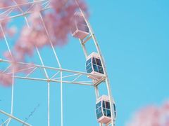 -顾村公园