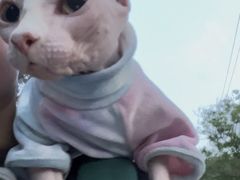 -爱洗澡的猫(望京店)