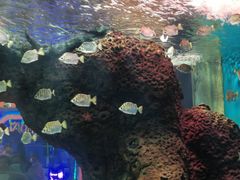 -石家庄海洋公园