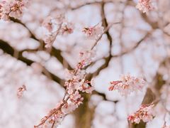 -上海辰山植物园