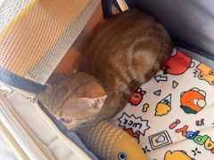 -瑞派康怡24h宠物医院·犬猫医疗中心·微创绝育(瑞景分院)