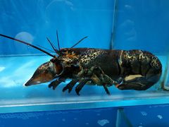 -港畔赶海蒸汽海鲜烧烤自助(仙螺岛店)