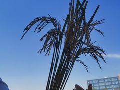 -光明小镇欢乐田园