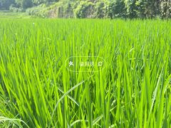 -韶山毛泽东同志故居