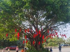 -东寨港红树林旅游区