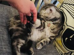 -海边的猫和咖啡馆