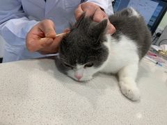 -艾吉宠物医院·疑难杂症转诊中心·猫友好(碧江路院)