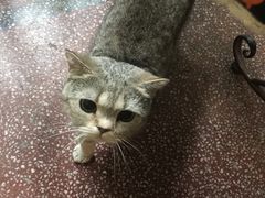 -猫色咖啡·猫咖