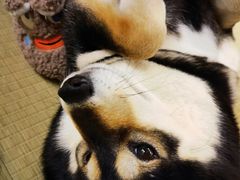 -逗柴咖啡屋·狗咖猫咖宠物桌游