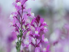 -花开海上生态园