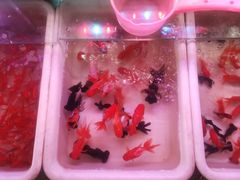 -武汉花鸟市场