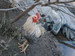 -楠溪江风景名胜区