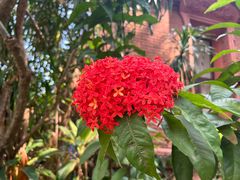 -曼听御花园