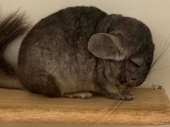 -龙猫仔乐园(惠福东路店)