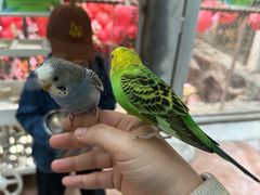 -正佳雨林生态植物园