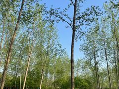 -合肥滨湖国家森林公园