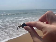 -日照海滨国家森林公园