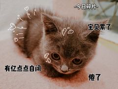 -猫咪派对(江南西店)