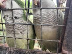 -海南热带野生动植物园