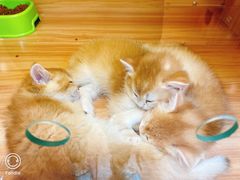 -猫十亿·布偶金渐层·曼基康矮脚猫舍(青年路店)