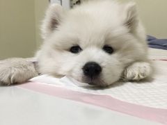 -美联众合动物医院·24h转诊中心