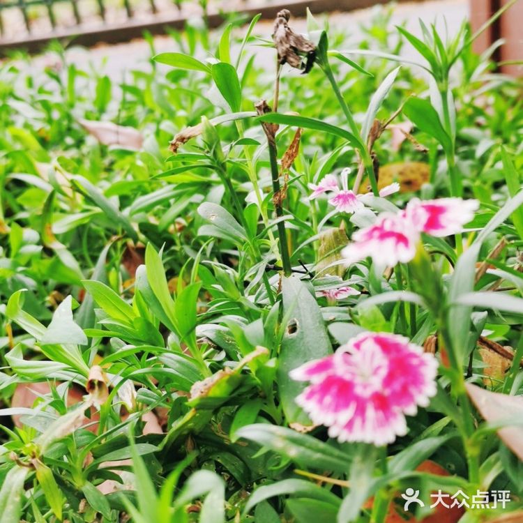 气温升高了，路边的小野花都开了，春天终于来了