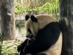 -中国大熊猫保护研究中心雅安碧峰峡基地