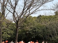 -上海野生动物园