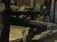 -清迈夜间动物园