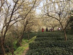 -樱桃山旅游景区