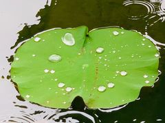 -陈家山荷花公园