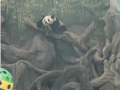 -武汉动物园