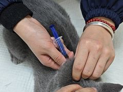 -全心全意连锁动物医院·微创中心·内科急重症·心脏专科(丰管路店)