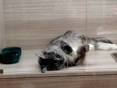 -飞行喵MR PILOT|猫舍·猫咖(静安大融城店)