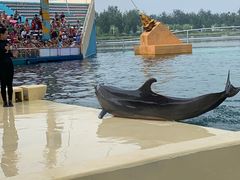 -秦皇岛乐岛海洋王国